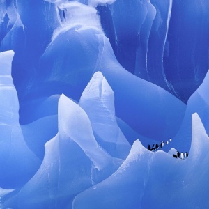 Pengouin