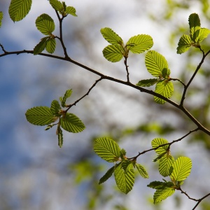 Feuilles d'aulne