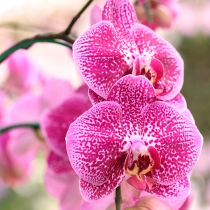phalaenopsis-orchid-flower